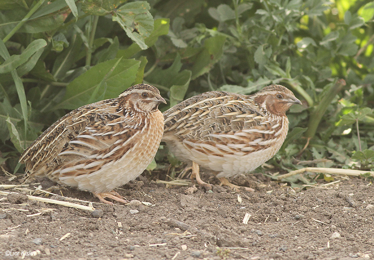 上图：鹌鹑（Common Quail）是一种生性胆怯的鸟类，体形较小，保护色很好，常常潜伏在农田、草场的植物基部，极难发现。鹌鹑主要分布于欧亚大陆西部和非洲。繁殖于欧洲大陆、北非的地中海沿岸地区及英伦三岛，在非洲温暖地区越冬，迁徙途中可见于非洲大部、阿拉伯半岛、中亚、印度次大陆等地。在欧洲，鹌鹑是主要猎捕的鸟种之一，尤其在其迁徙至地中海沿岸地区期间，遭大量捕杀。